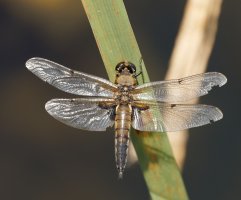 309A4821-DxO_500mm_4_spot_chaser_dragonfly_nibbled+wings.jpg