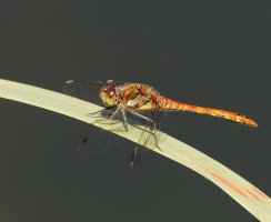 309A4812-DxO_common_darter_dragonfly.jpg