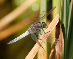 309A4828-DxO_500mm_black_tailed_skimmer_dragonfly.jpg