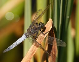 309A4850-DxO_1000mm_black_tailed_skimmer_dragonfly.jpg