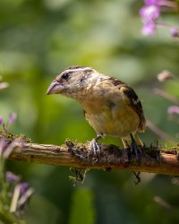 Black Headed Grosbeak (female) - K1A0689 - DxO.jpg