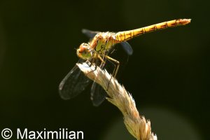 darter_08.JPG