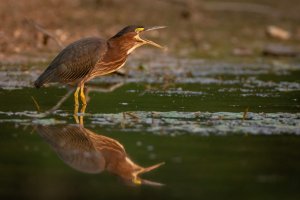 resized-071921-Green-Heron-Codorus-01.jpg