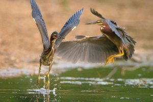 resized-071921-Green-Heron-Codorus-02.jpg
