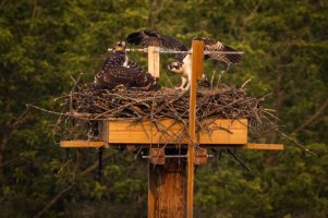 resized-071921-Osprey-Nest-01.jpg