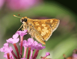 Peck's Skipper 2.gif