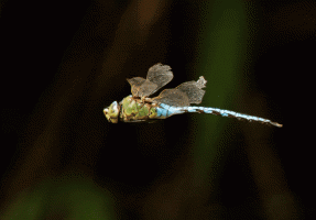 Emperor_Dragonfly_flying_2s_150ms.gif