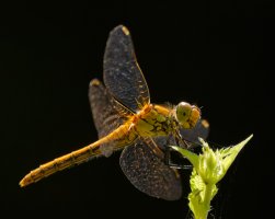 309A5420-DxO_common_darter_dragonfly.jpg