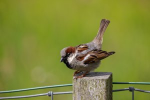 Ameland-062021-1254.jpg