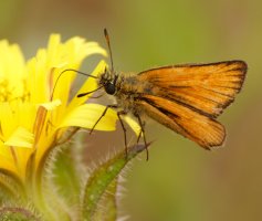 309A5641-DxO_essex_skipper_butterfly_crop.jpg