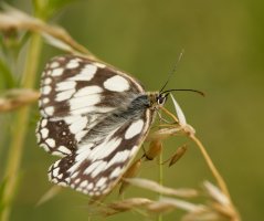 309A5712-DxO_marbled_white_butterfly.jpg