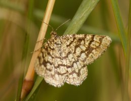 309A5755-DxO_latticed_heath_moth.jpg