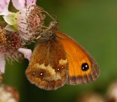 309A5785-DxO_gatekeeper_butterfly_crop.jpg