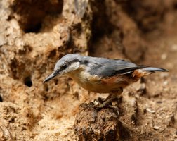 309A5612-DxO_nuthatch.jpg