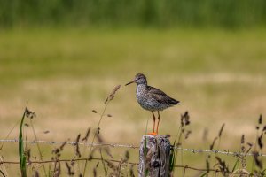 Ameland-062021-1816.jpg