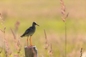 Ameland-062021-2071.jpg