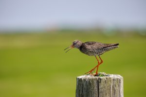 Ameland-062021-2234.jpg