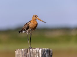 Ameland-062021-2047.jpg