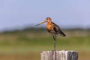 Ameland-062021-2002.jpg