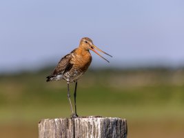 Ameland-062021-2048.jpg