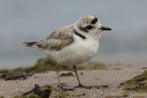 Snowy Plover (adult-summer) 100.jpg