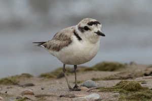 Snowy Plover (adult-summer) 102.jpg