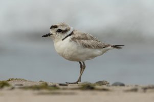 Snowy Plover (adult-summer) 104.jpg