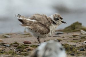 Snowy Plover (adult-summer) 107.jpg