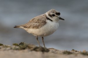 Snowy Plover (adult-summer) 108.jpg