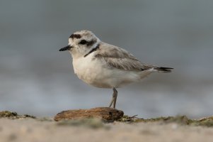 Snowy Plover (adult-summer) 109.jpg