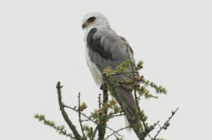 White-tailed Kite (adult-summer) 100.jpg