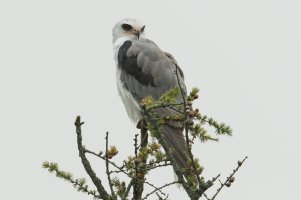 White-tailed Kite (adult-summer) 101.jpg