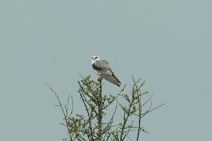 White-tailed Kite (adult-summer) 104.jpg