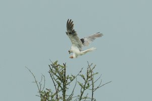 White-tailed Kite (adult-summer) 118.jpg