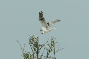 White-tailed Kite (adult-summer) 118.jpg