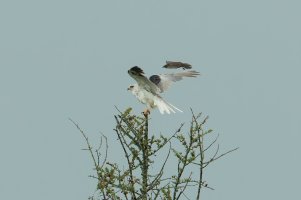 White-tailed Kite (adult-summer) 120.jpg