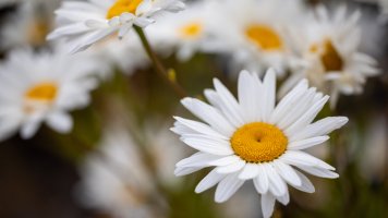 RF 100 2nd Test-1.jpg