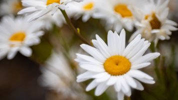 RF 100 2nd Test-5.jpg