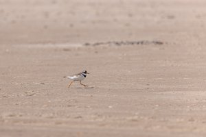 Ameland-062021-2594.jpg