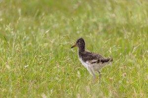 Ameland-062021-2869.jpg