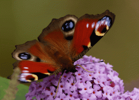Peacock_Butterfly_1.gif