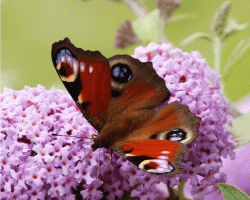 Peacock_Butterfly_2_small.gif