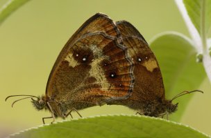 309A6226-DxO_gatekeeper_butterfy_mating_f16-lssm _crop.jpg