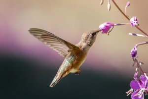 Rufous Hummingbird (female) - K1A9783.jpg