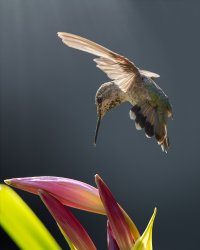 Annas Hummingbird - K1A9567 - DxO.jpg