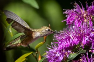 Rufous Hummingbird (female) - K1A2732 - DxO.jpg