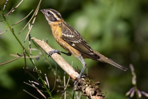 Black Headed Grosbeak (female) - K1A2457 - DxO.jpg