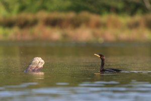 Cormorant Dragon .jpg