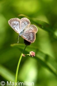 dusky_large_blue_02.JPG