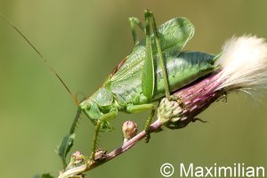 bush_cricket_01.JPG